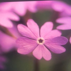 Meet your Posher, Marco